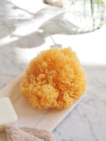 Natural Sea Sponge
